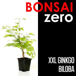 Kit Bonsai Zero XXL Ginkgo Biloba (colador redondo)