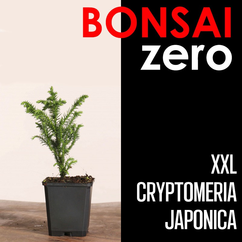 Kit Bonsai Zero XXL Cryptomeria Japonica (colador redondo)