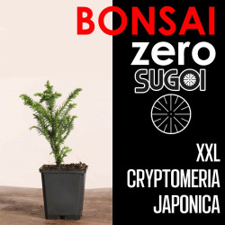 Kit Bonsai Zero XXL SUGOI Cryptomeria Japonica (colador redondo)