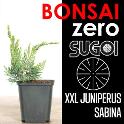 Kit Bonsai Zero XXL SUGOI Juniperus Sabina (colador redondo)