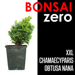 Kit Bonsai Zero XXL Chamaecyparis Obtusa Nana (colador redondo)