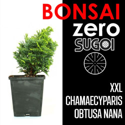 Kit Bonsai Zero XXL SUGOI Chamaecyparis Obtusa Nana (colador redondo)