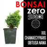 Kit Bonsai Zero XXL SUGOI Chamaecyparis Obtusa Nana (colador redondo)