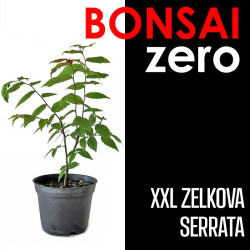Kit Bonsai Zero XXL Zelkova Serrata (colador redondo)