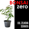 Kit Bonsai Zero XXL Zelkova Serrata (colador redondo)