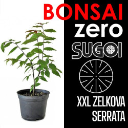 Kit Bonsai Zero XXL SUGOI Zelkova Serrata (colador redondo)