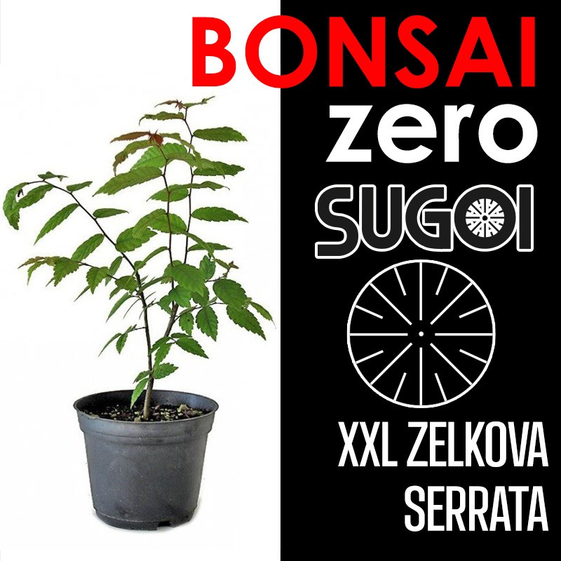 Kit Bonsai Zero XXL SUGOI Zelkova Serrata (colador redondo)
