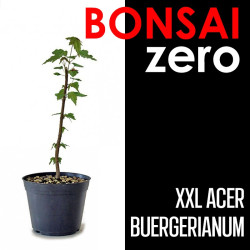 Kit Bonsai Zero XXL Acer Buergerianum (colador redondo)