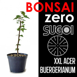 Kit Bonsai Zero XXL SUGOI Acer Buergerianum (colador redondo)
