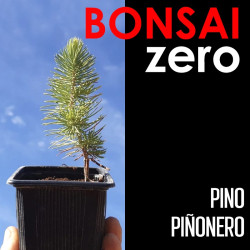 Kit Bonsai Zero Pino Piñonero (colador rectangular)
