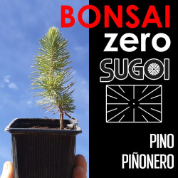 Kit Bonsai Zero SUGOI Pino Piñonero (colador rectangular)