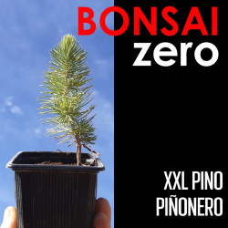 Kit Bonsai Zero XXL Pino Piñonero (colador redondo)