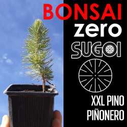 Kit Bonsai Zero XXL SUGOI Pino Piñonero (colador redondo)