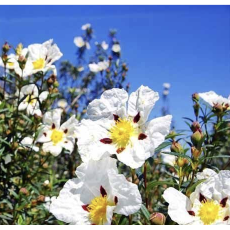 Semillas Jara Pringosa (Cistus Ladanifer)