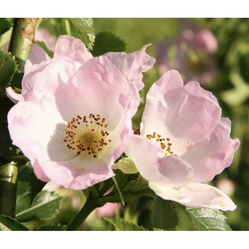 Semillas Rosal Silvestre (Rosa Canina)