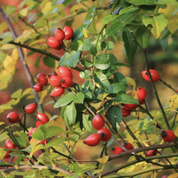 Semillas Rosal Silvestre (Rosa Canina)