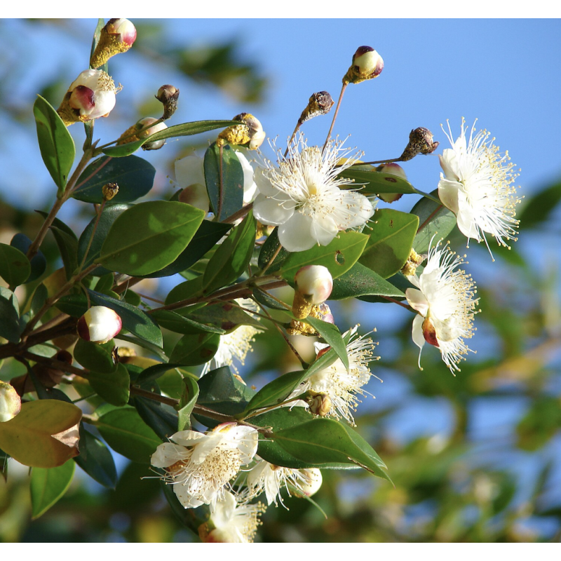 Semillas Mirto (Myrtus Communis)