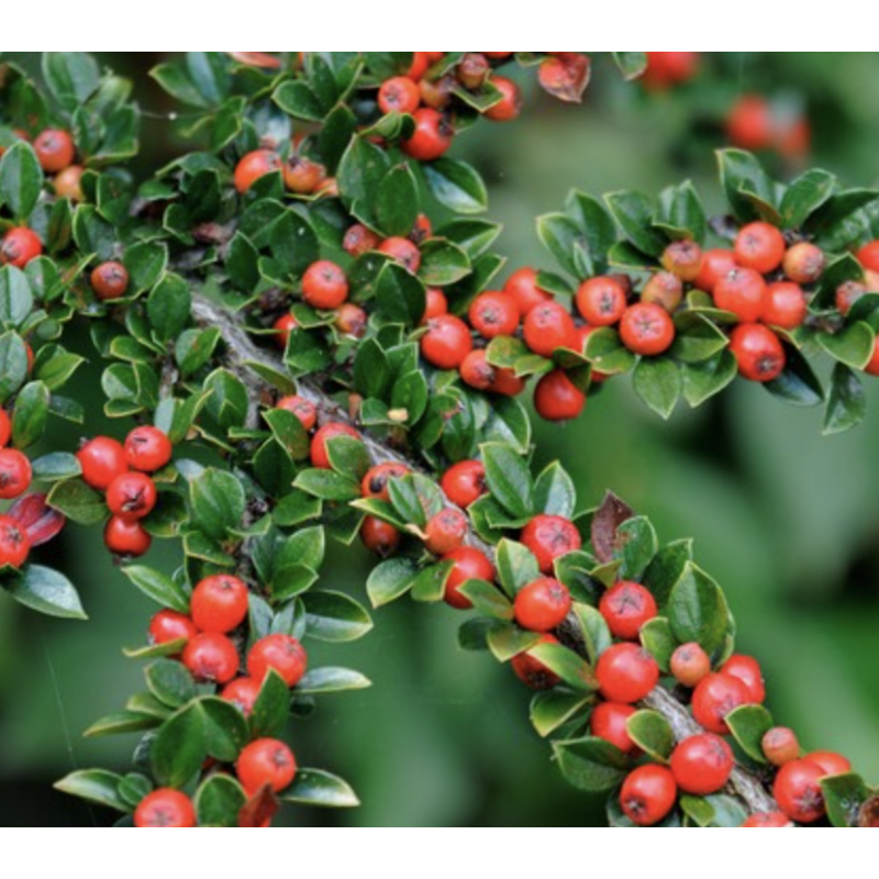 Semillas Cotoneaster Horizontalis