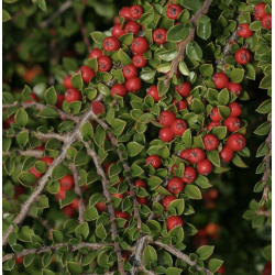 Semillas Cotoneaster Horizontalis