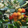 Semillas Madroño (Arbutus Unedo)