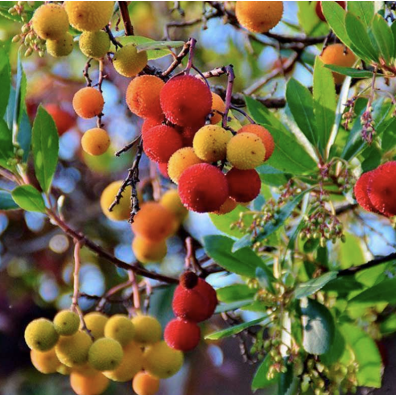 Semillas Madroño (Arbutus Unedo)