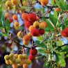 Semillas Madroño (Arbutus Unedo)