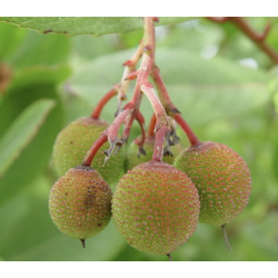 Semillas Madroño (Arbutus Unedo)