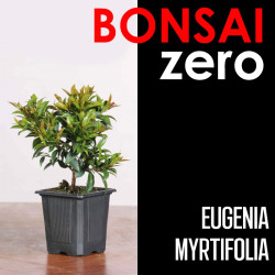 Kit Bonsai Zero Eugenia...