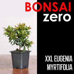Kit Bonsai Zero XXL Eugenia Myrtifolia (colador redondo)