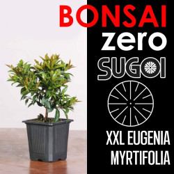 Kit Bonsai Zero XXL SUGOI Eugenia Myrtifolia (colador redondo)