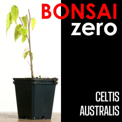 Kit Bonsai Zero Celtis...