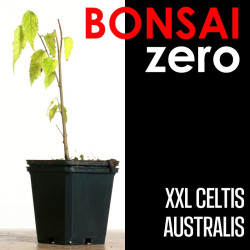 Kit Bonsai Zero XXL Celtis Australis (colador redondo)