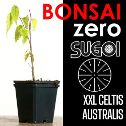 Kit Bonsai Zero XXL SUGOI Celtis Australis (colador redondo)