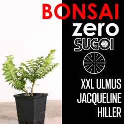 Kit Bonsai Zero XXL SUGOI Ulmus 'Jacqueline Hiller' (colador redondo)