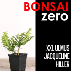 Kit Bonsai Zero XXL Ulmus 'Jacqueline Hiller' (colador redondo)