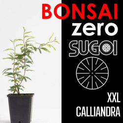 Kit Bonsai Zero XXL SUGOI Calliandra Pink (colador redondo)