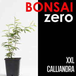 Kit Bonsai Zero XXL...