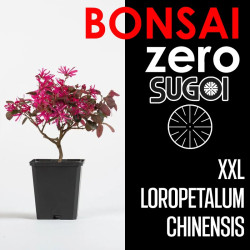 Kit Bonsai Zero XXL SUGOI Loropetalum Chinensis (colador redondo)