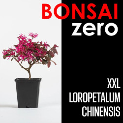 Kit Bonsai Zero XXL Loropetalum Chinensis (colador redondo)